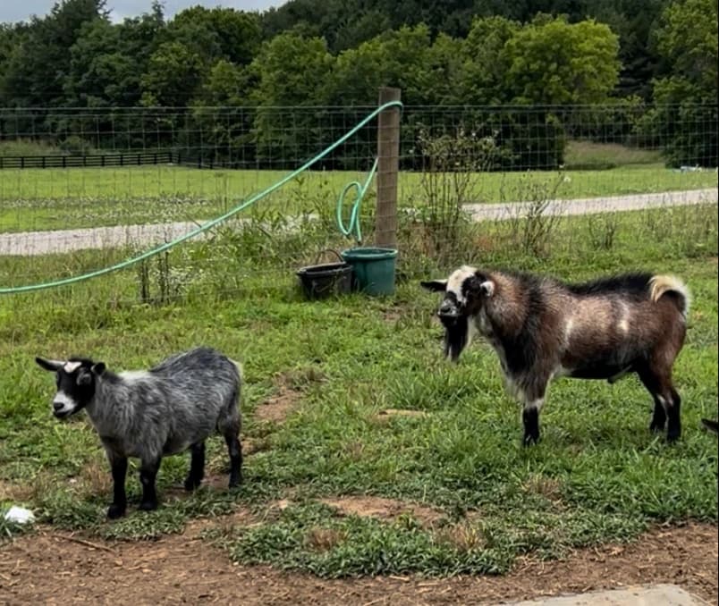 2 goats - Fumanchu and Lizzie