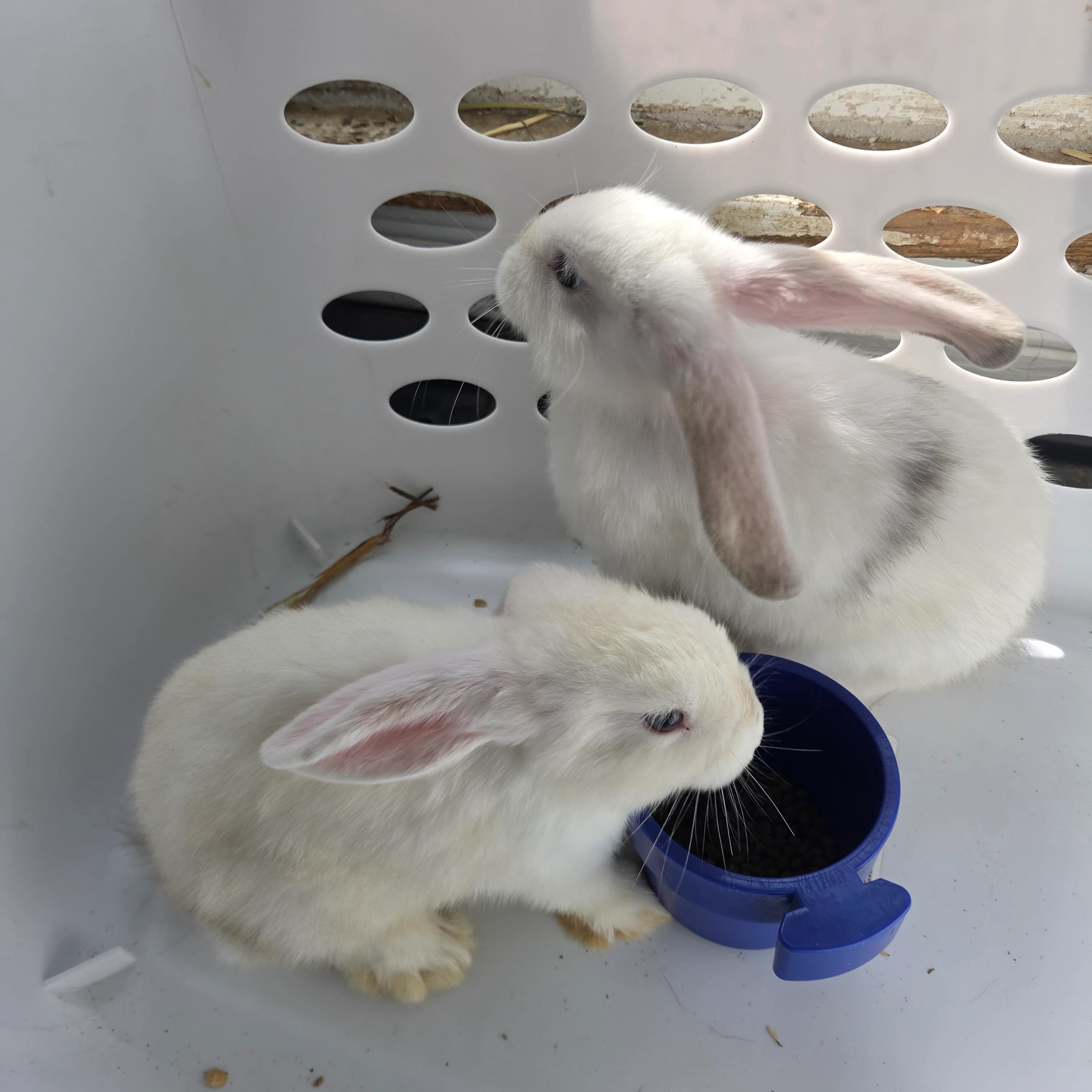 Mini Lopp Rabbits