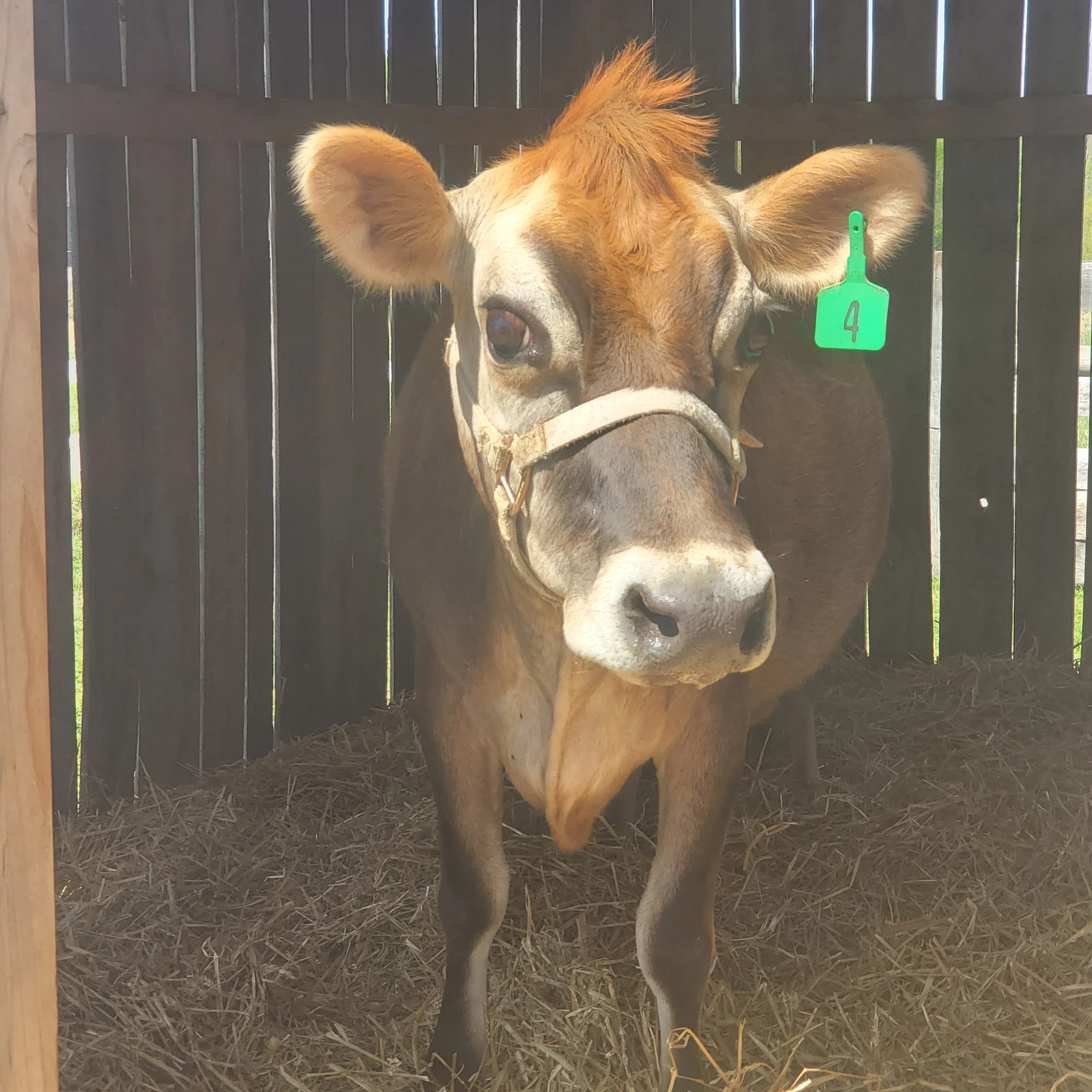 Herd share