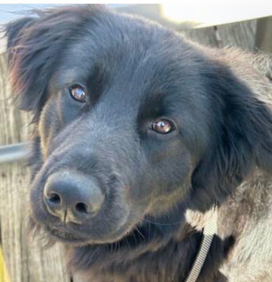 Re-Homing Sweet Pup