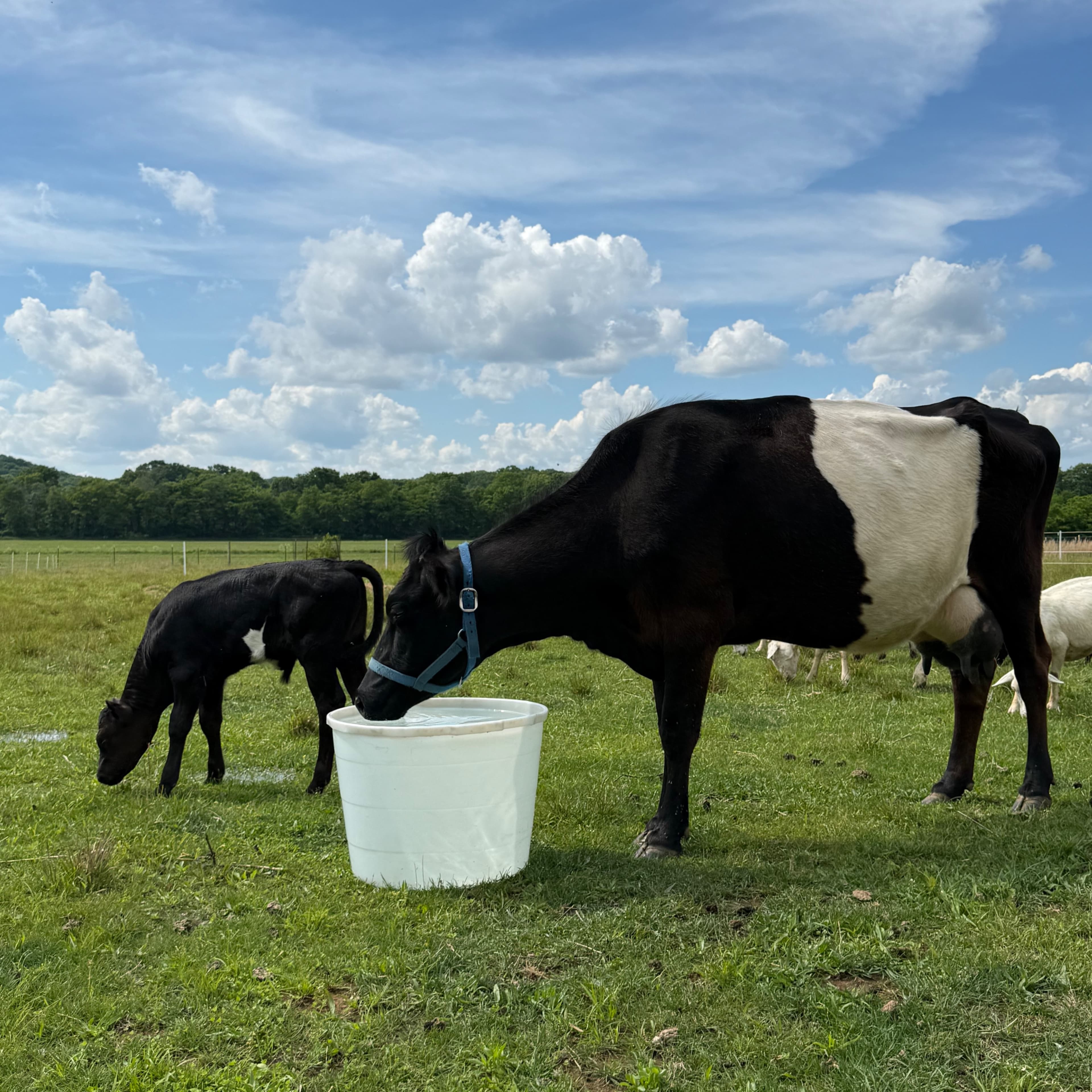 Dutch Belted Milk Cow & Calf Pair