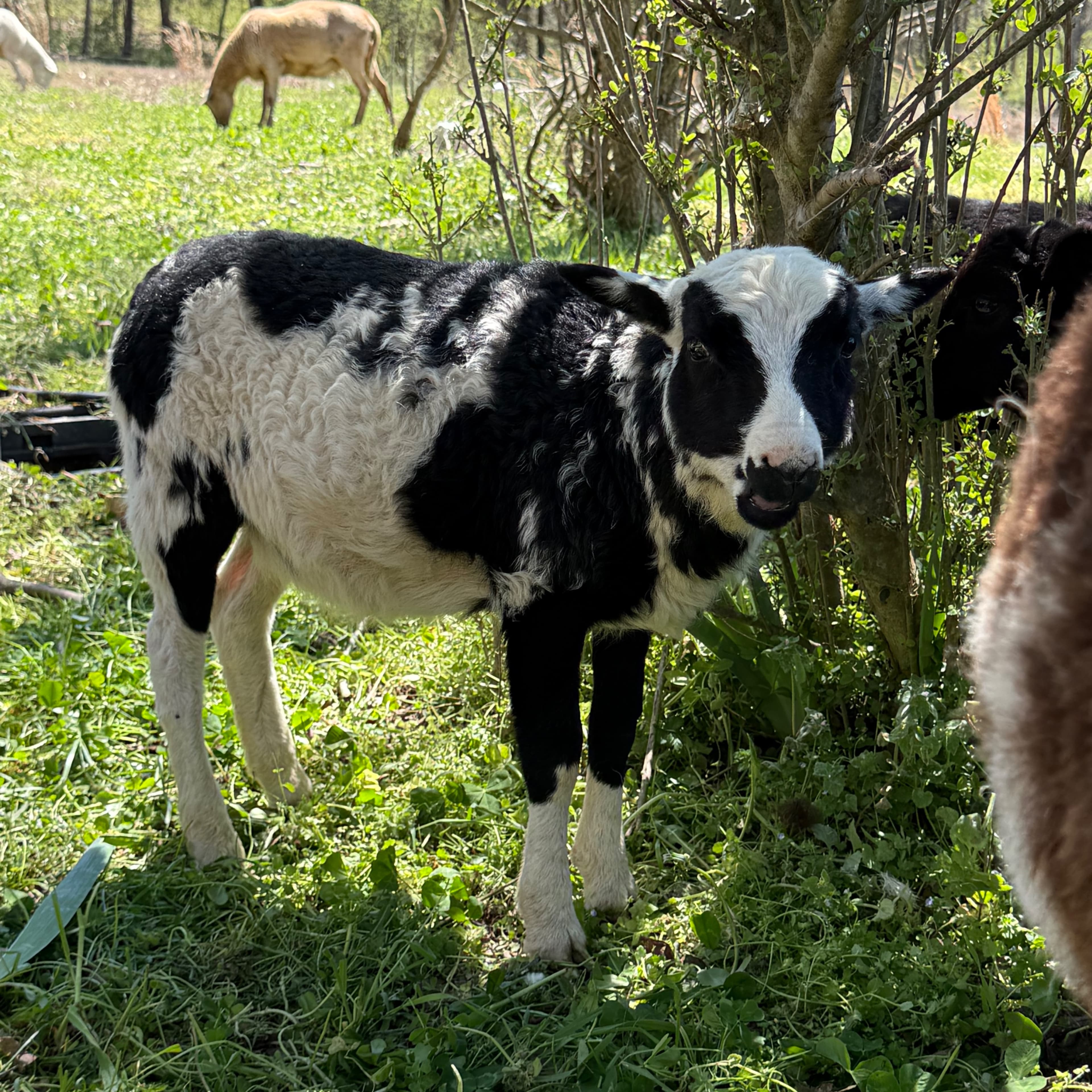 Katahdin Ram Lamb Blessings