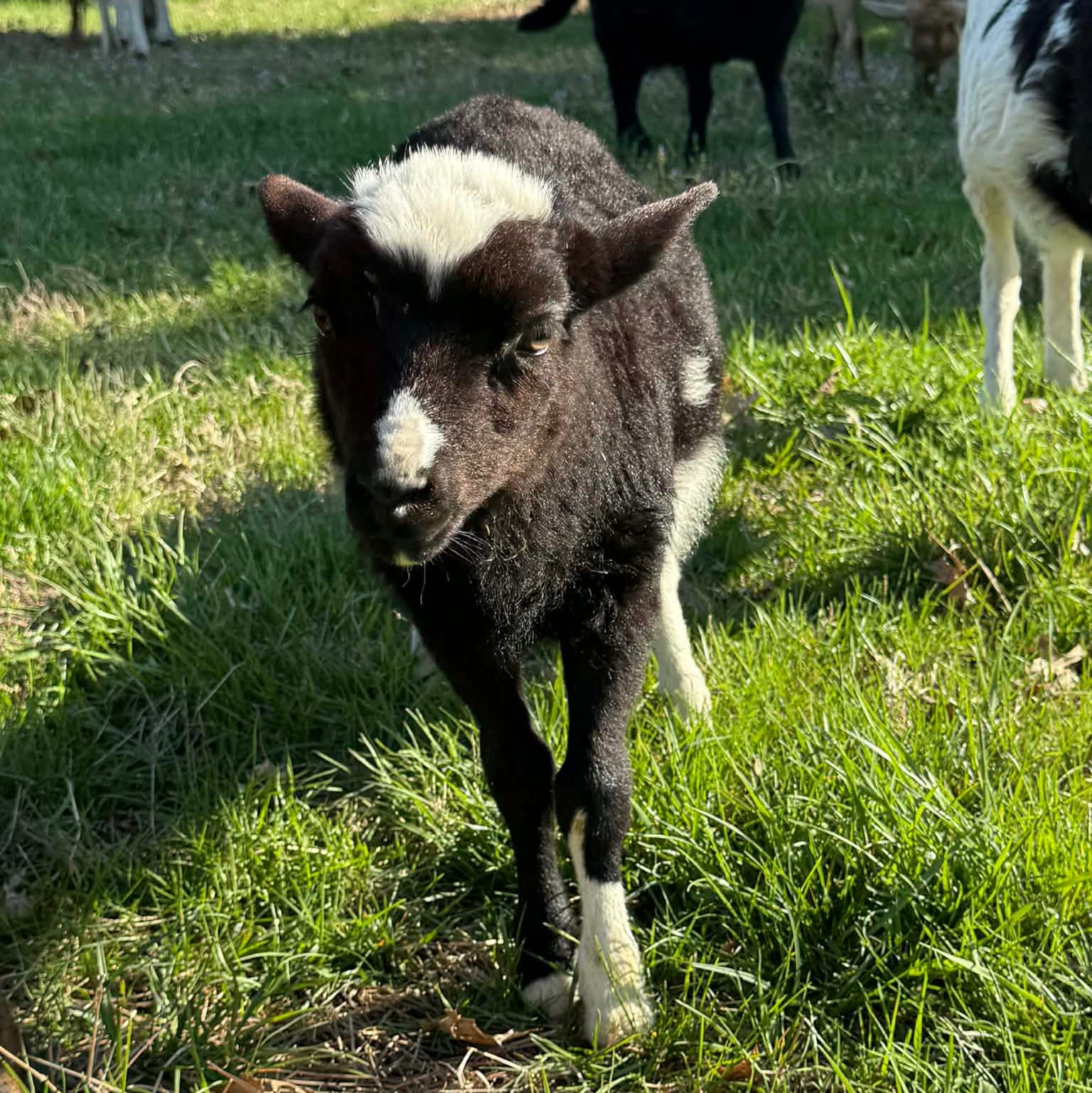Katahdin Ram Lamb Blessings