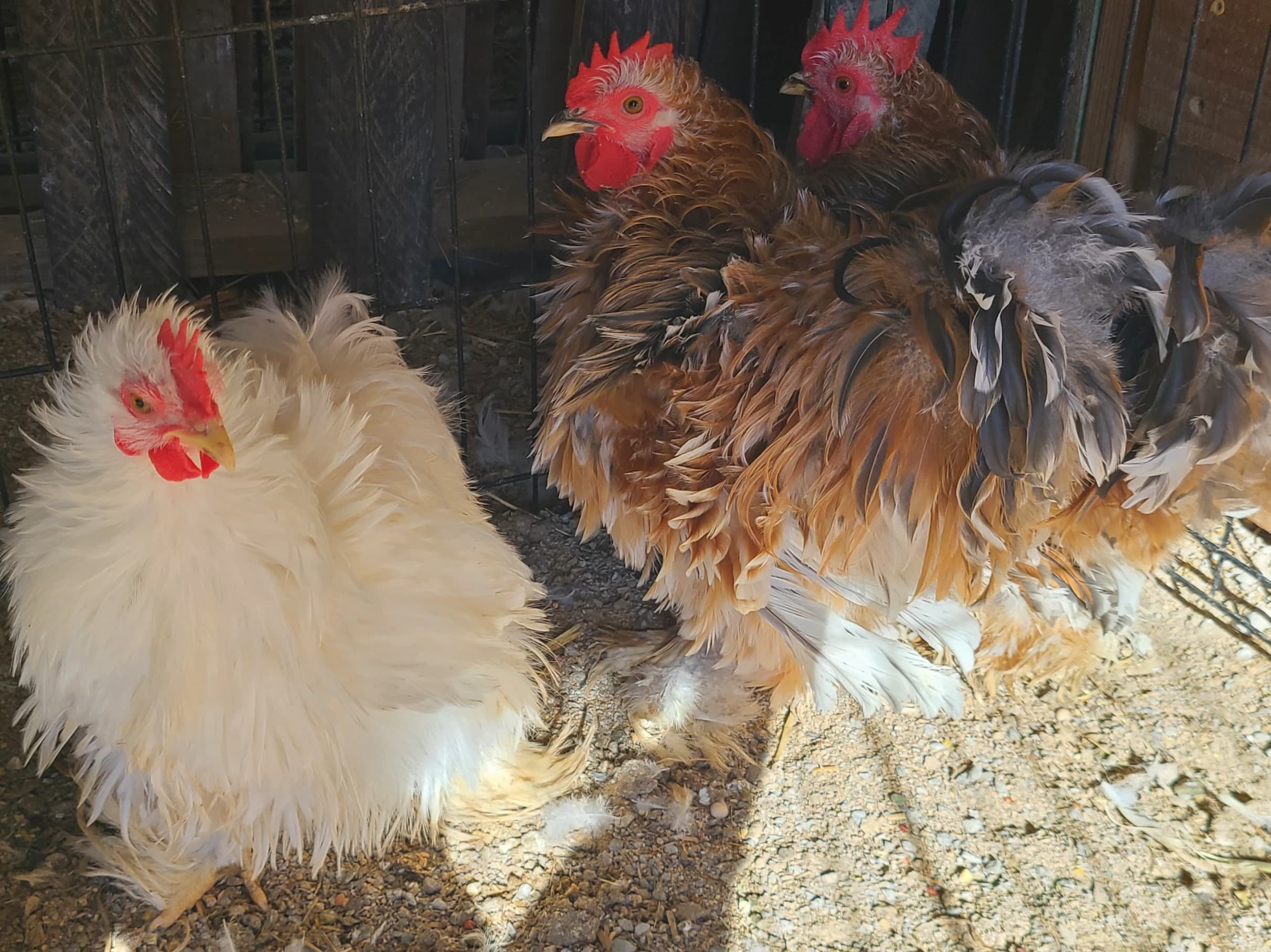 Bantam cochin Cockerels