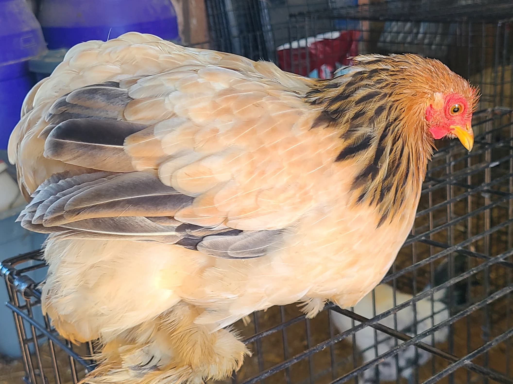 Bantam Cochin Pullets