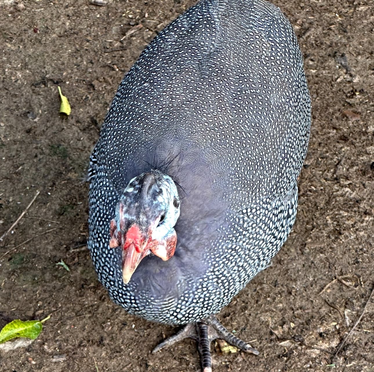 3 French Guinea Fowl (Holistically Raised 5 months)