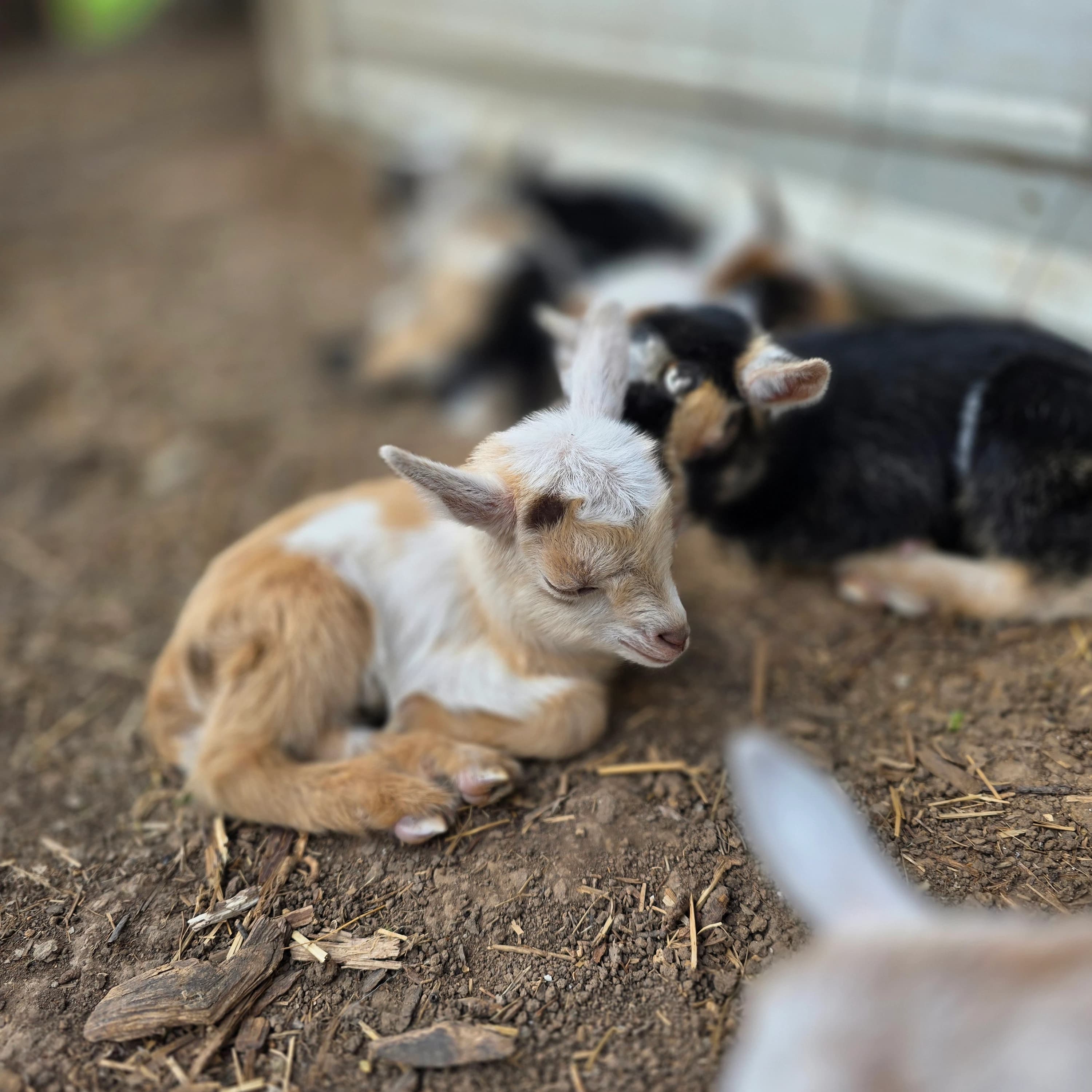 Moonspotted gold Nigerian Dwarf buckling