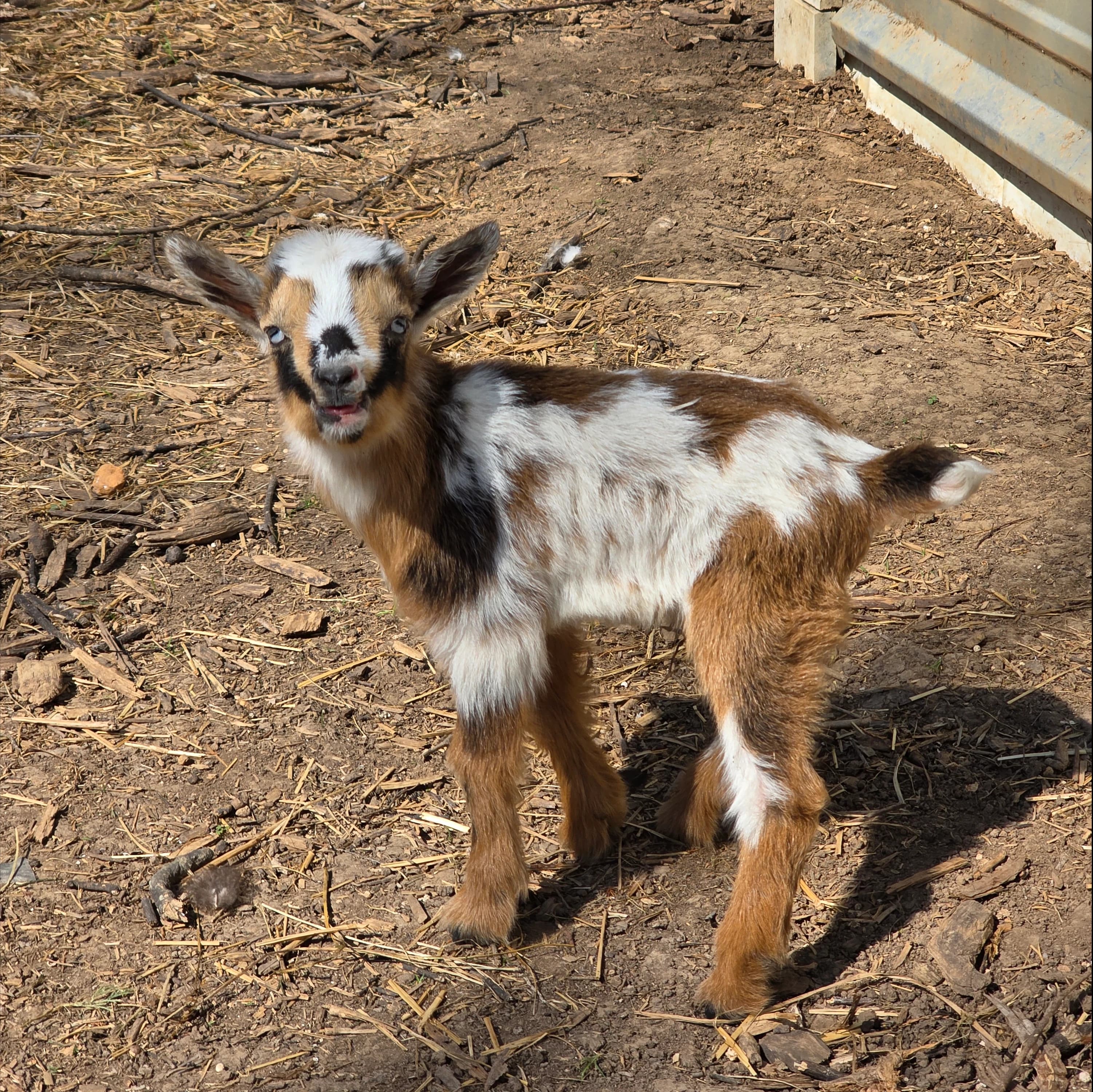 Buckskin Nigerian Dwarf buckling