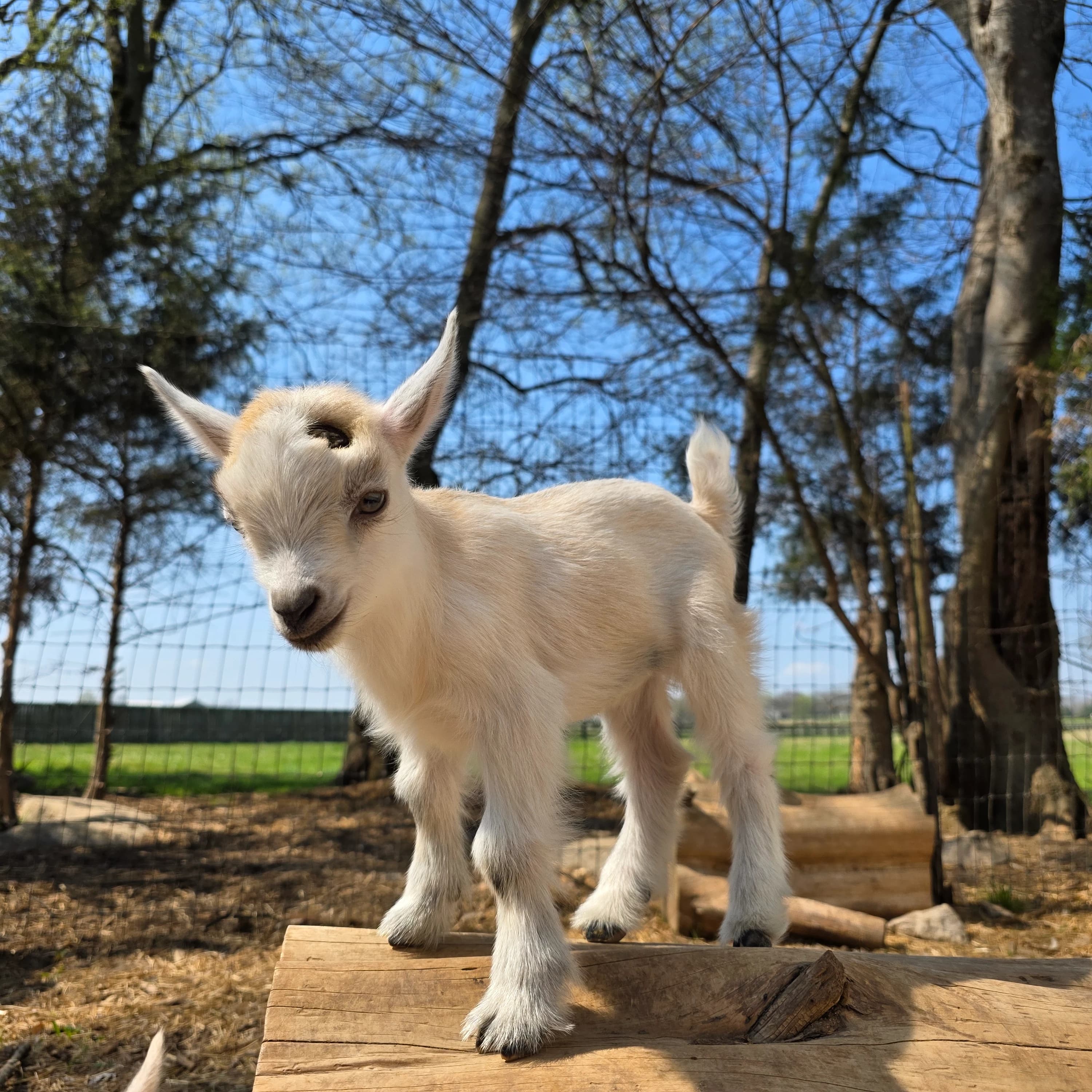 Silver chamoise/cou clair Nigerian Dwarf buckling