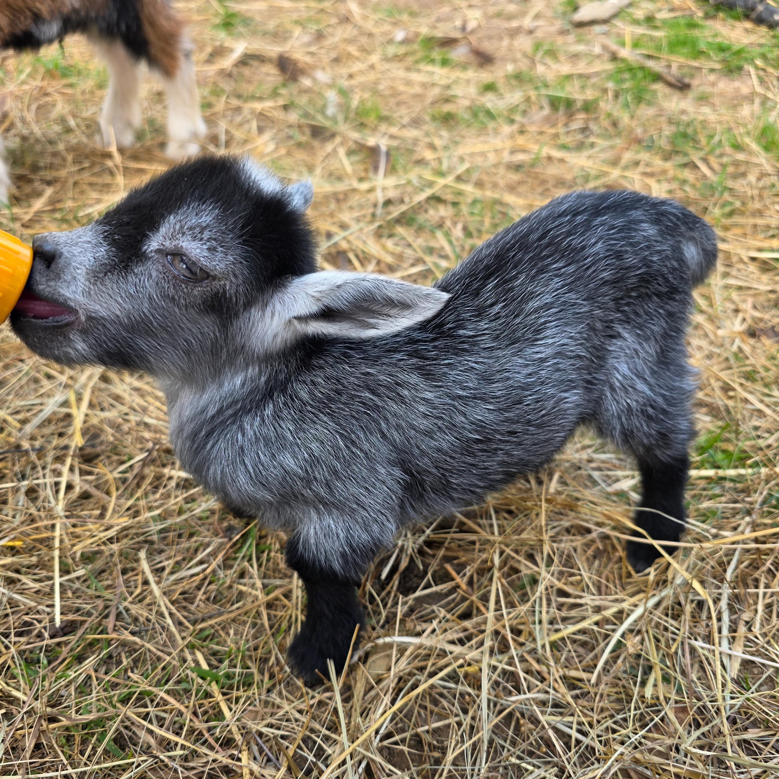 Nigerian Dwarf bottle doeling