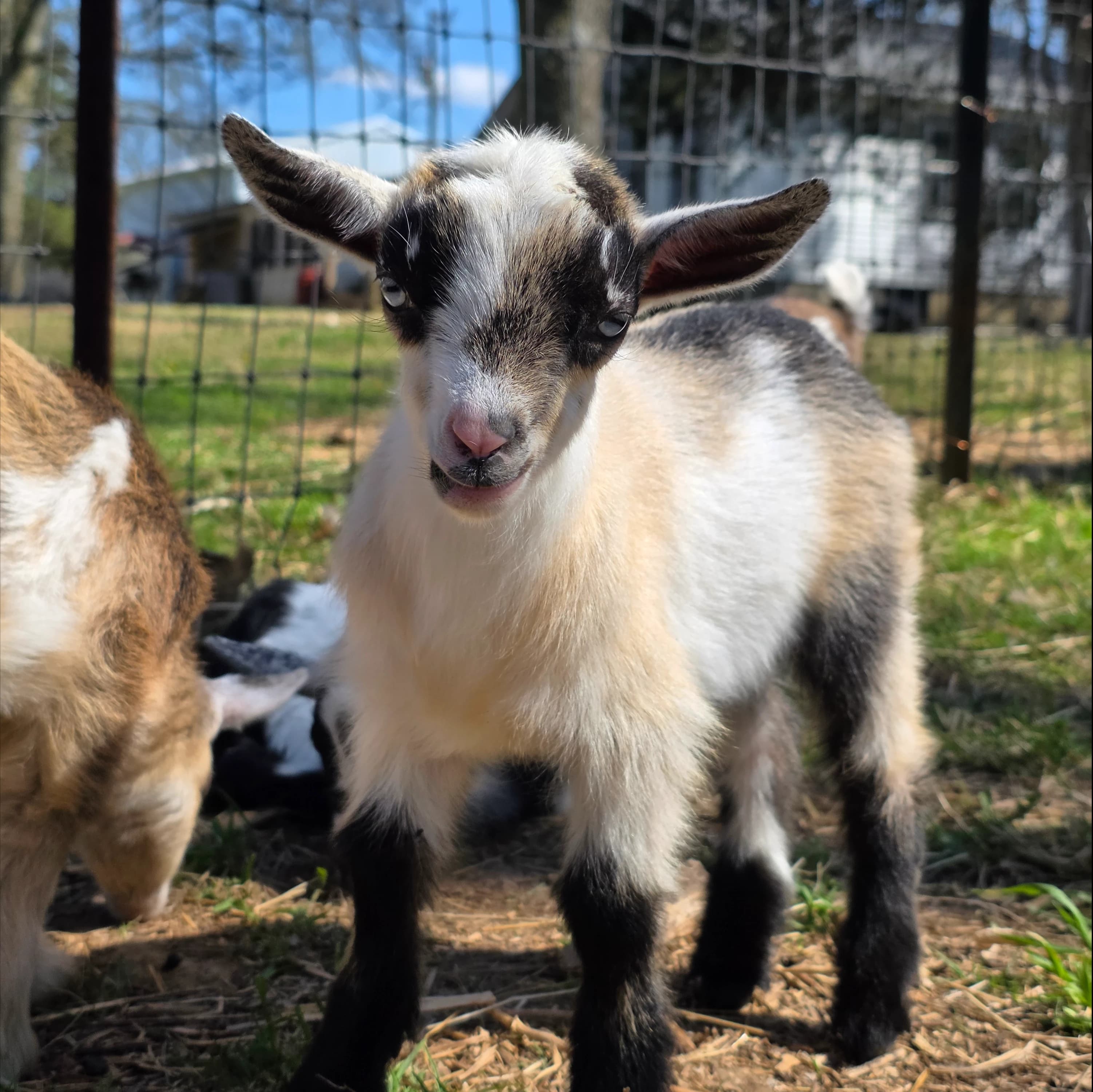 Cou clair blue-eyed Nigerian Dwarf buckling