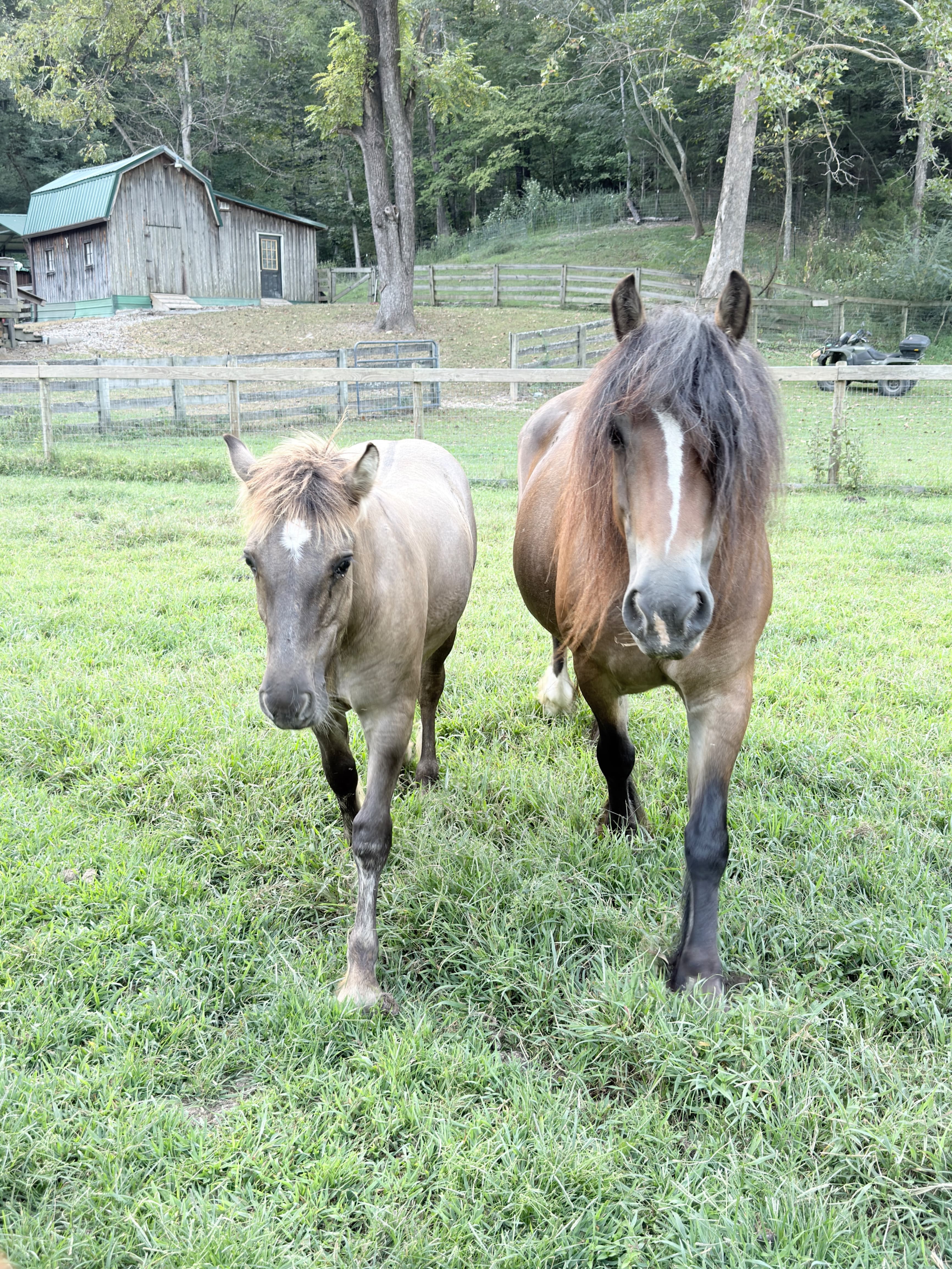 Gypsy Vanner Gruella Gelding 8 months old