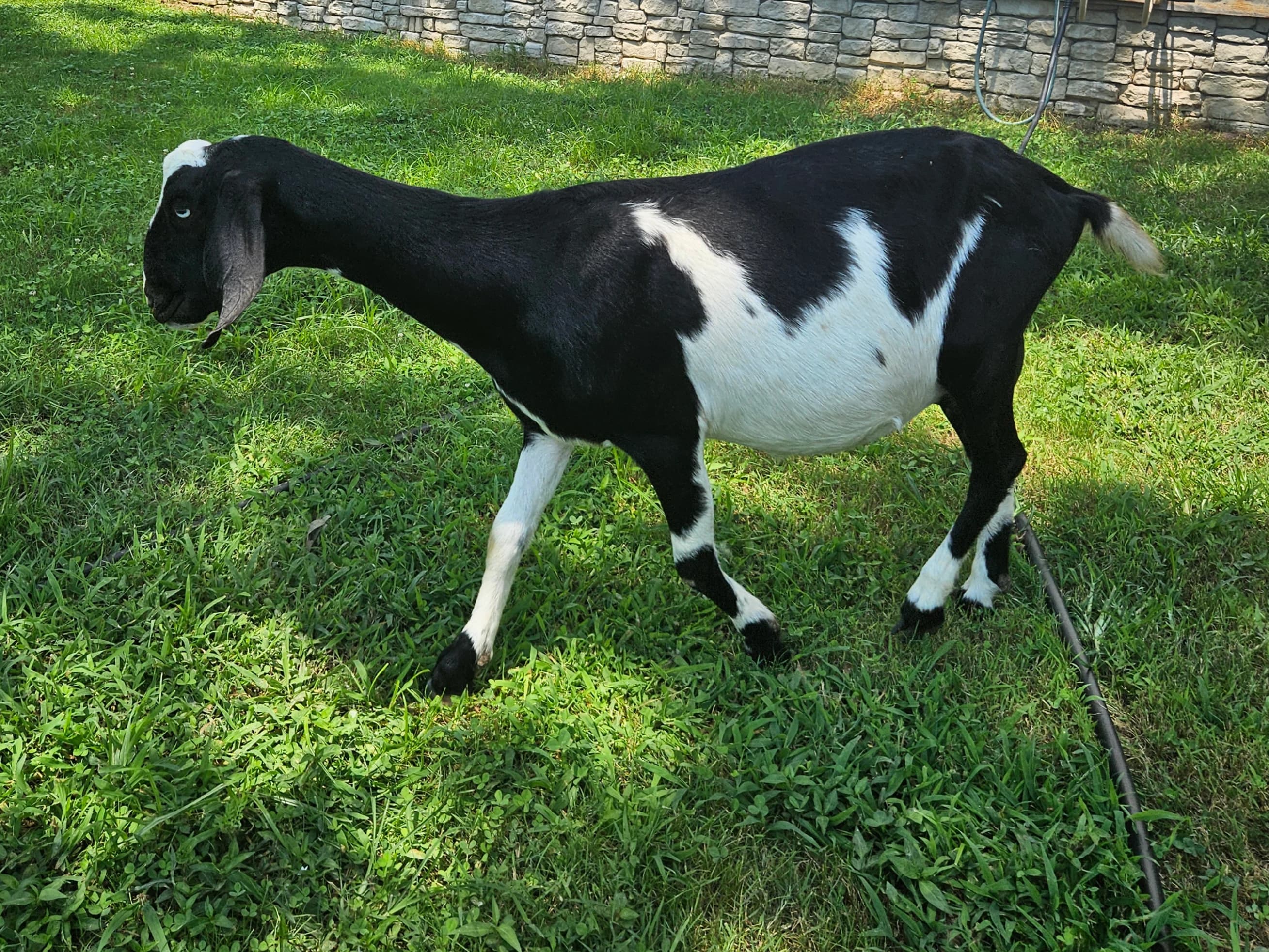Registered mini nubian doe