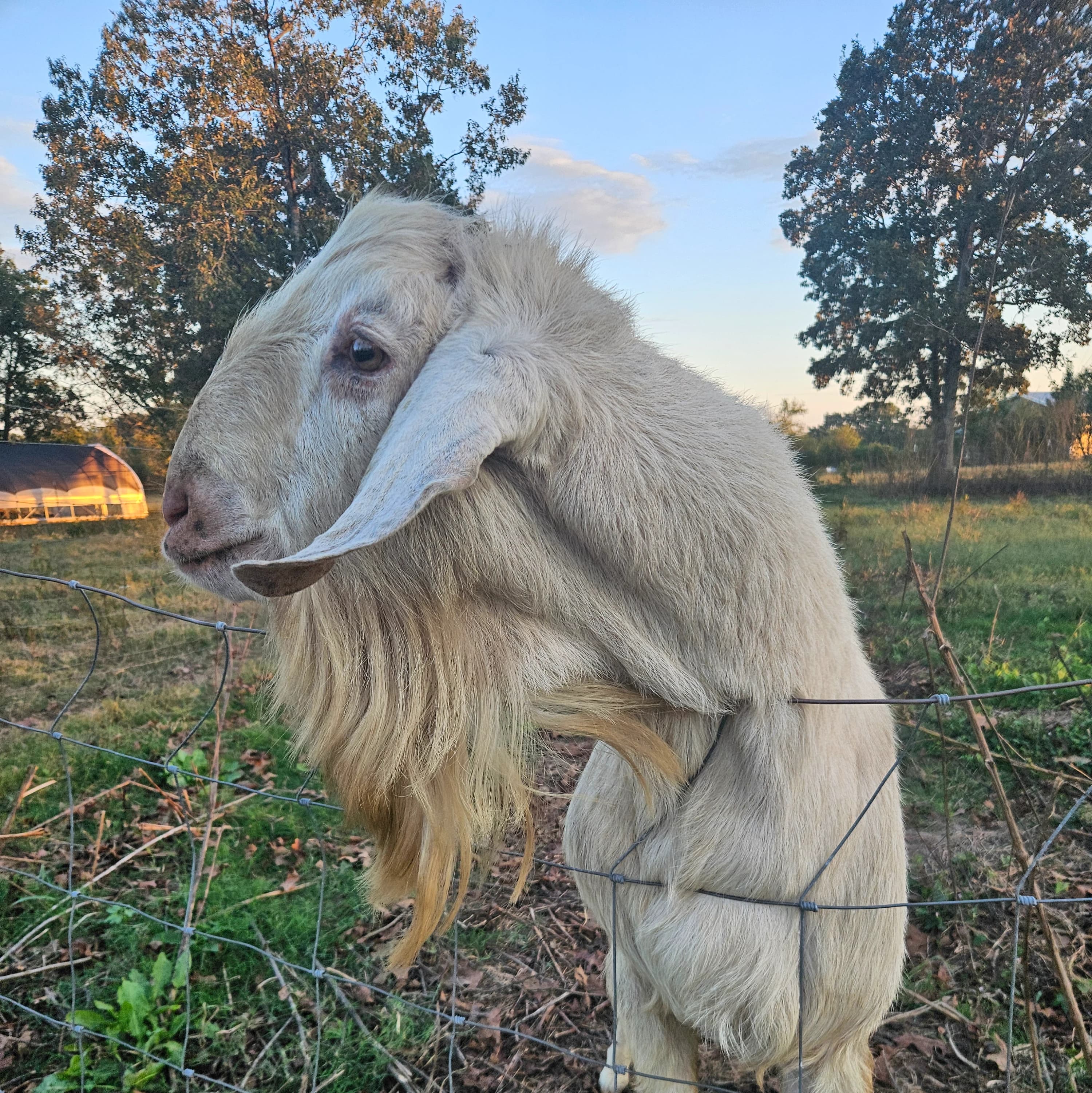 Registered mini nubian buck