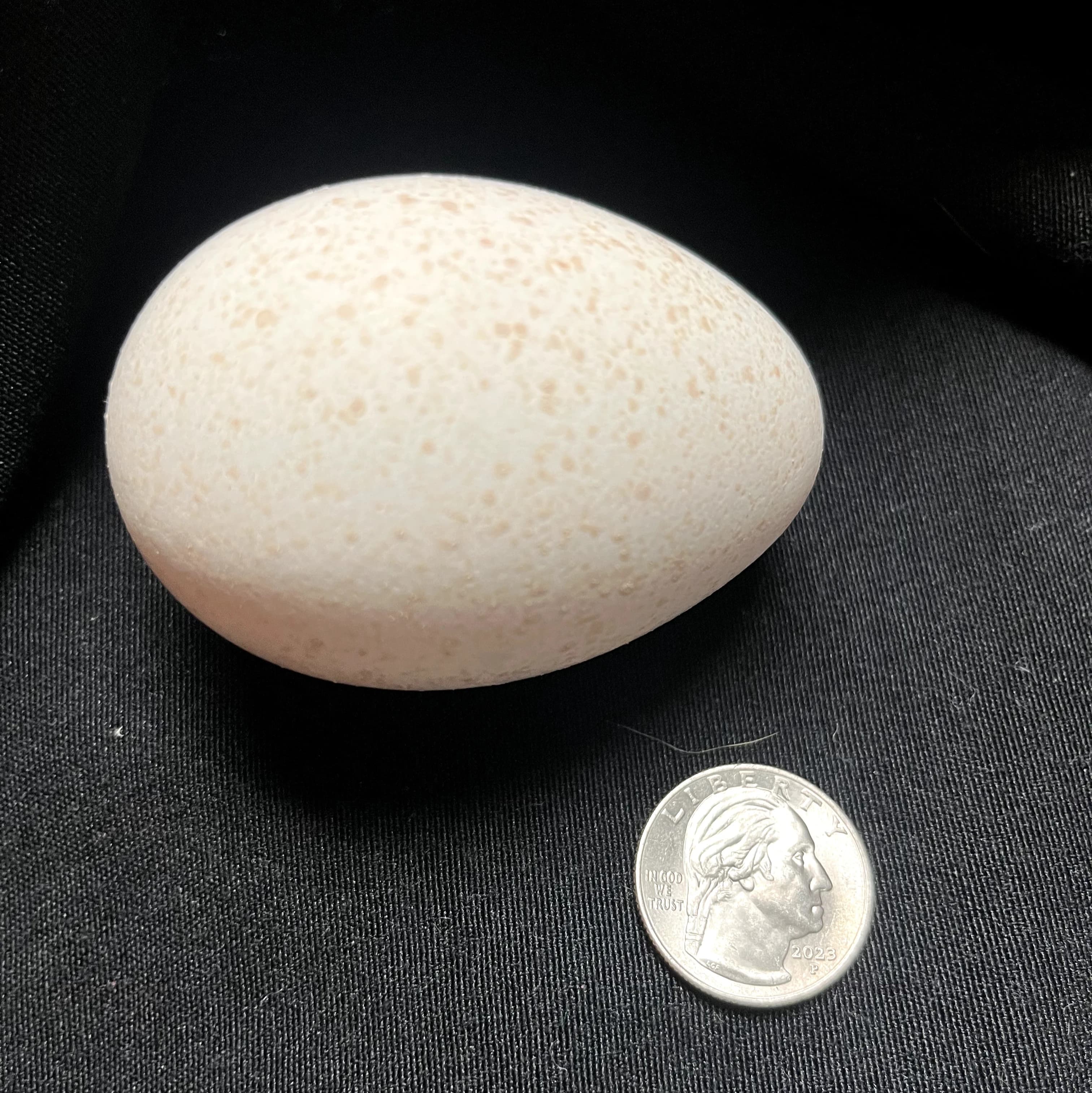 Fertilized Heritage Bronze Turkey Eggs