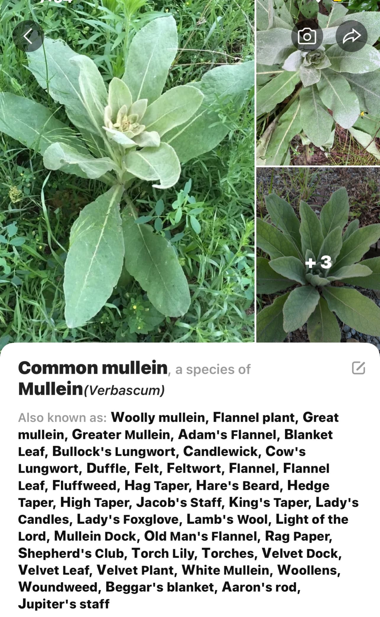 Mullein leaves