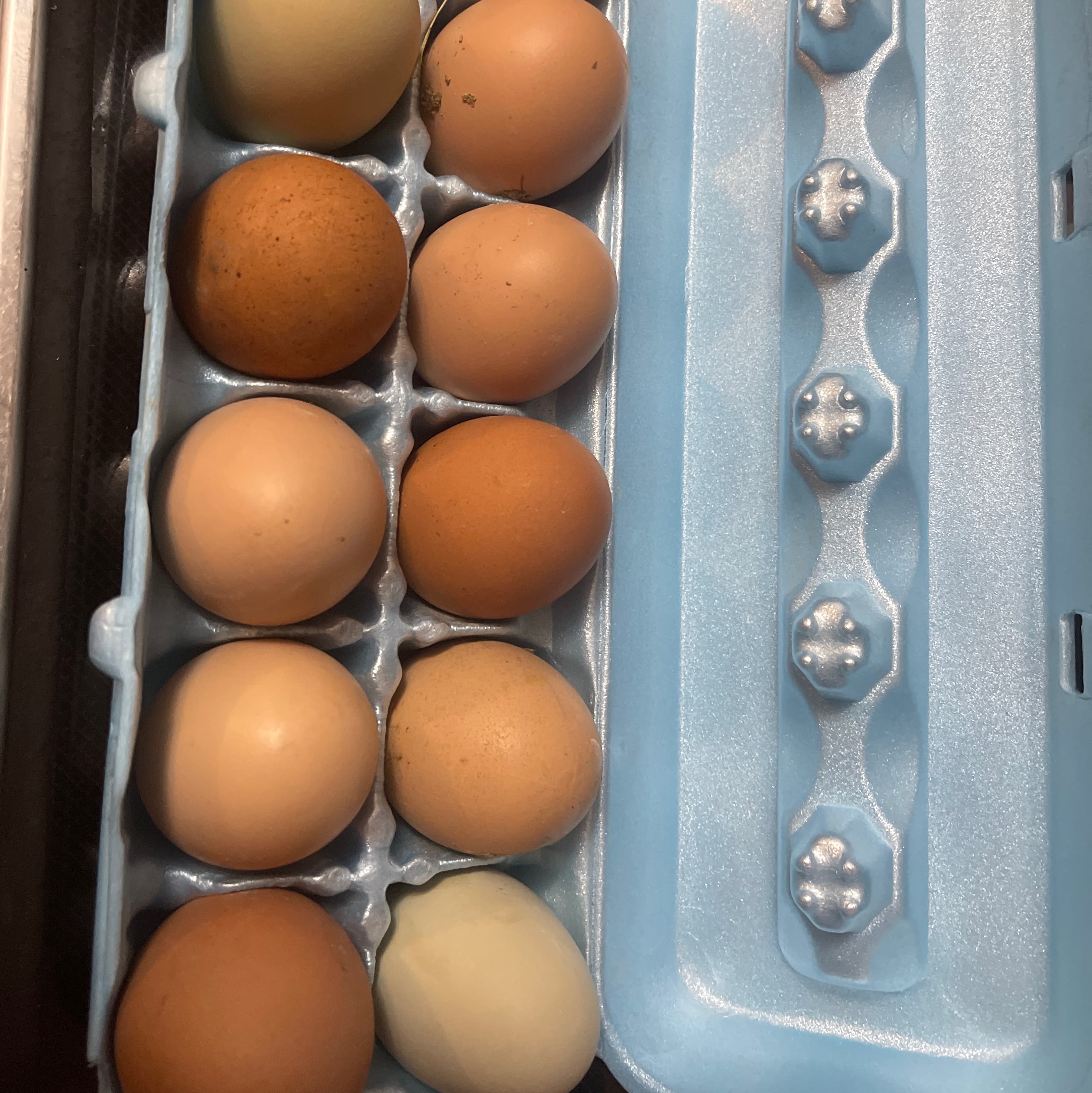 Hatching eggs- Olive and Easter eggers