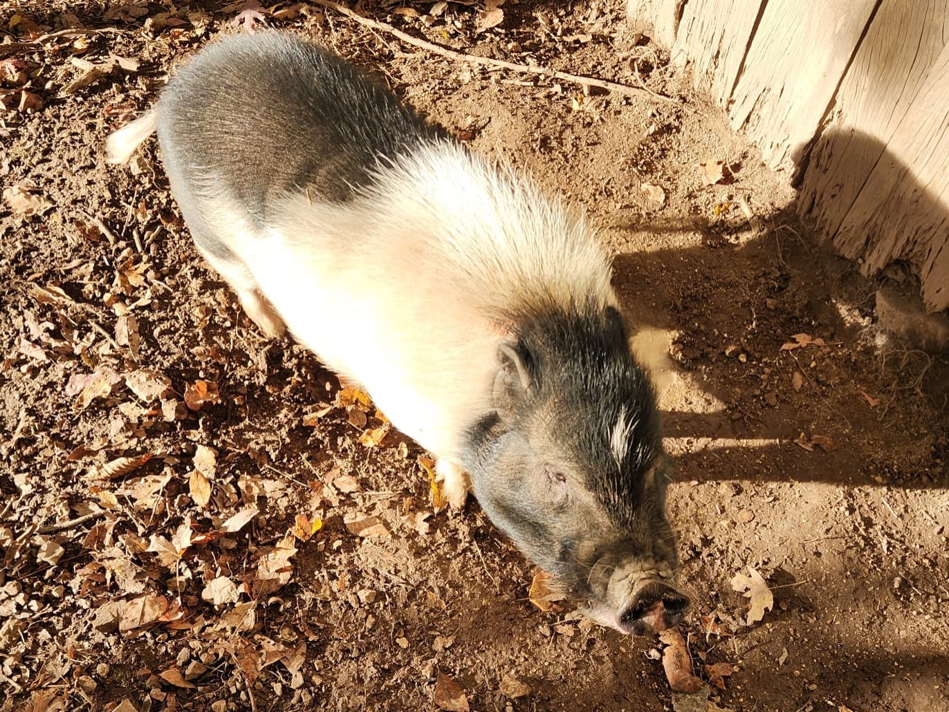 Boar