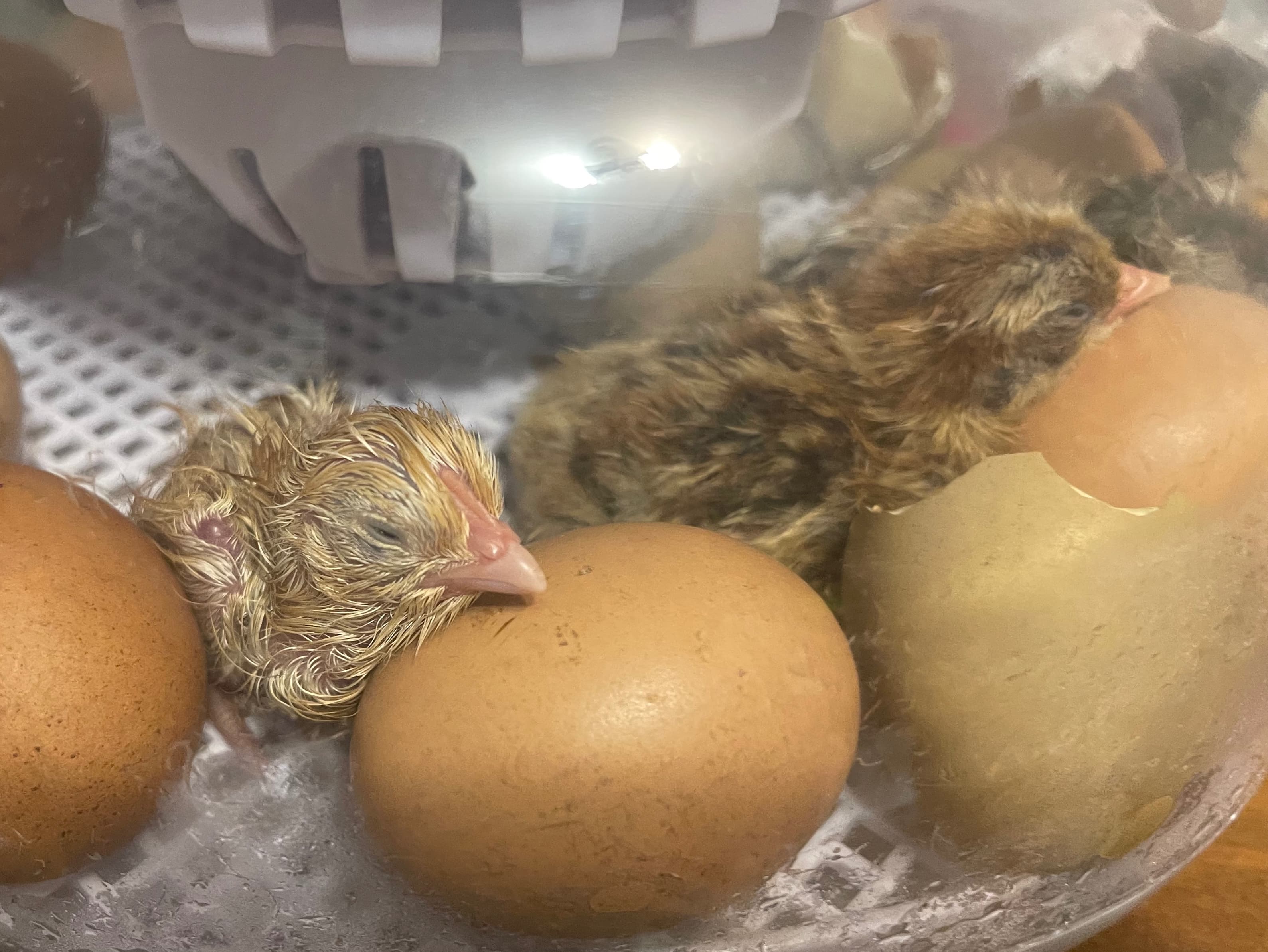 Rainbow egger chicks