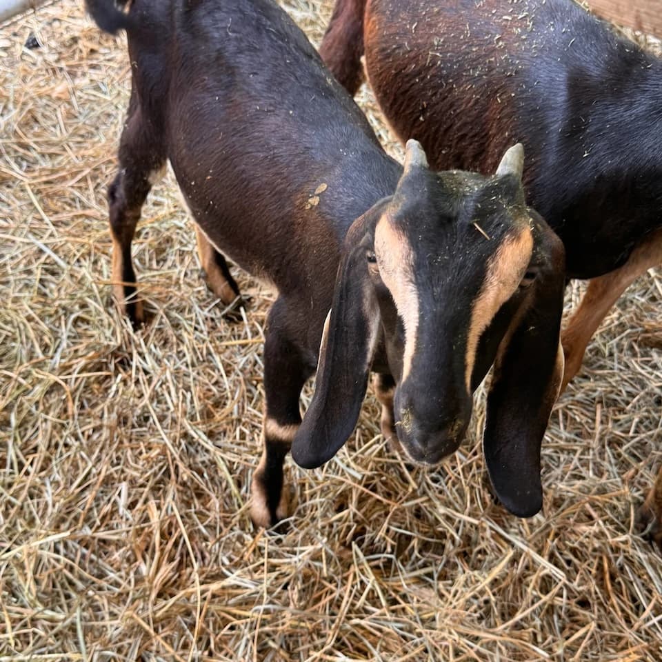 Nubian Doeling